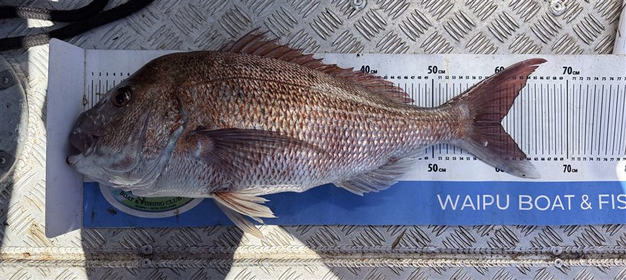 Snapper on a measure mat showing fork length measurement